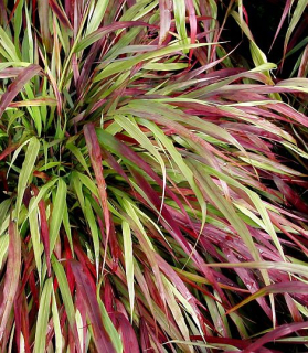Hakonechloa macra 'Beni-kaze'